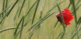 Image: Red poppy in green field