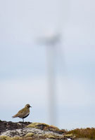 Image: Bird with wind turbine in the background