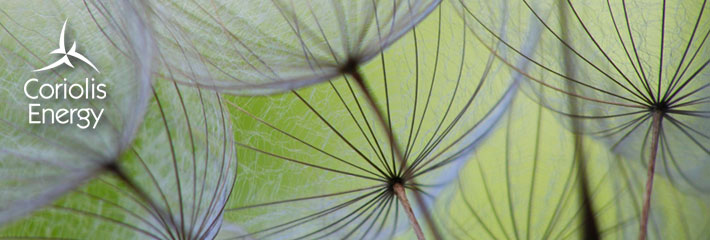 Image: Close-up of dandelion seed head