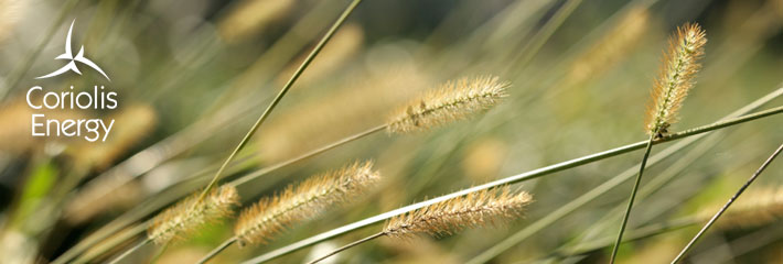 Image: Close-up of grass blowing in wind